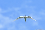 DSC_7550 Gygis alba fairy tern_tn
